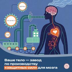 Ваше тело — завод по производству «защитных сил» для мозга...